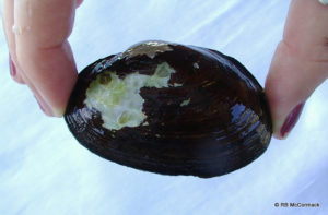 Image Mussel Freshwater