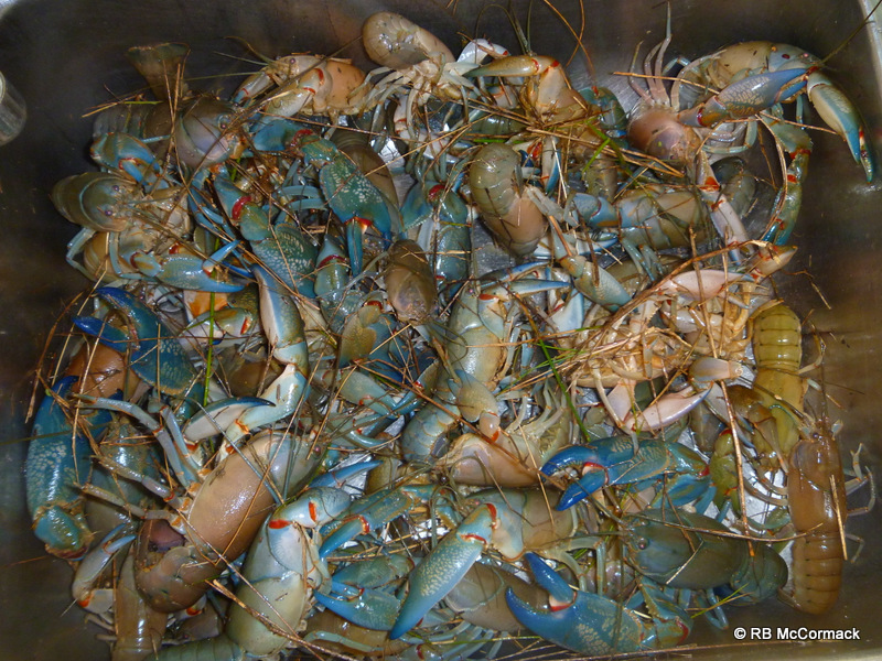 Yabbies captured by opera house traps