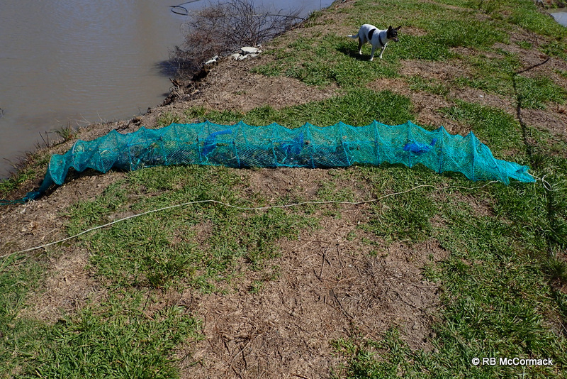 Mini super Yabby Traps are 4 metres long with multiple entrances