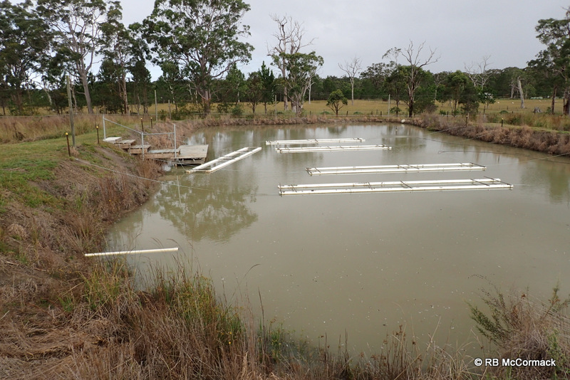 A new wharf to the mussel dam