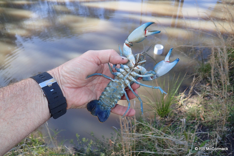 Austsilver yabby stock is the best of the best