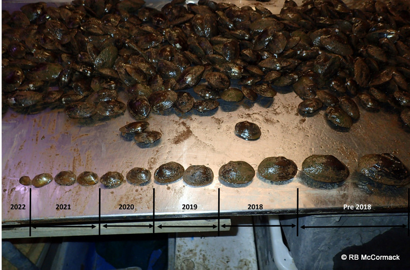 Freshwater mussel growth rates